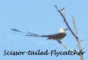 Scissor Tail